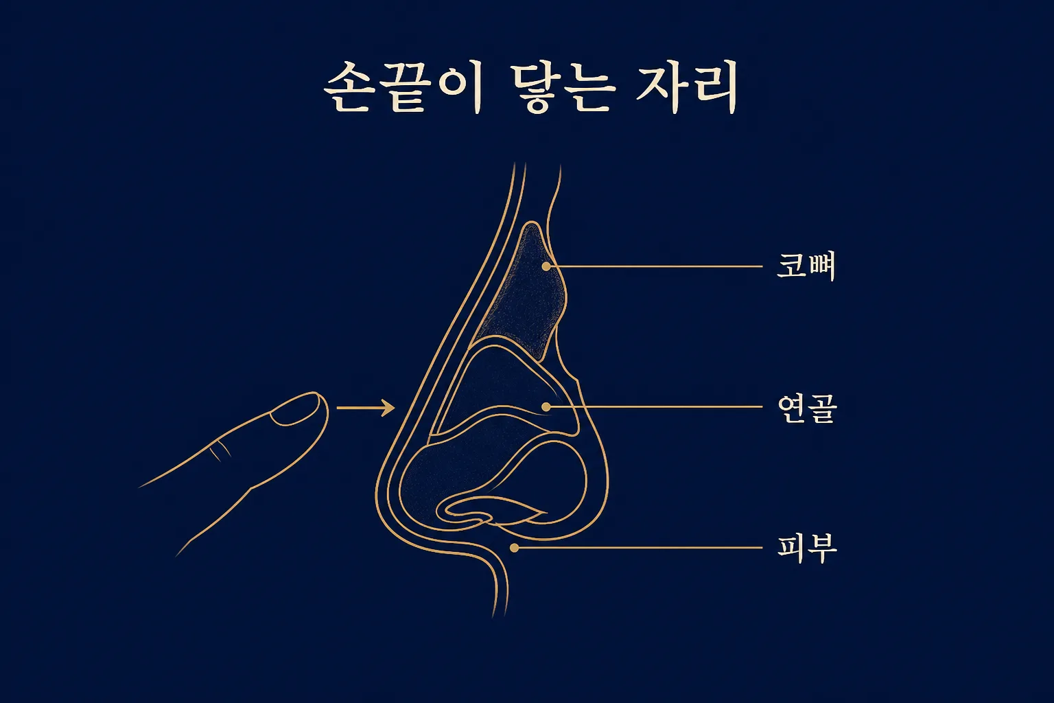 코를 옆에서 자른 금색 선 단면. 위쪽 코뼈와 아래쪽 연골, 그 바깥을 덮은 피부에 각각 이름표가 붙어 있고 손끝은 가장 바깥 면에서 멈춰 있다