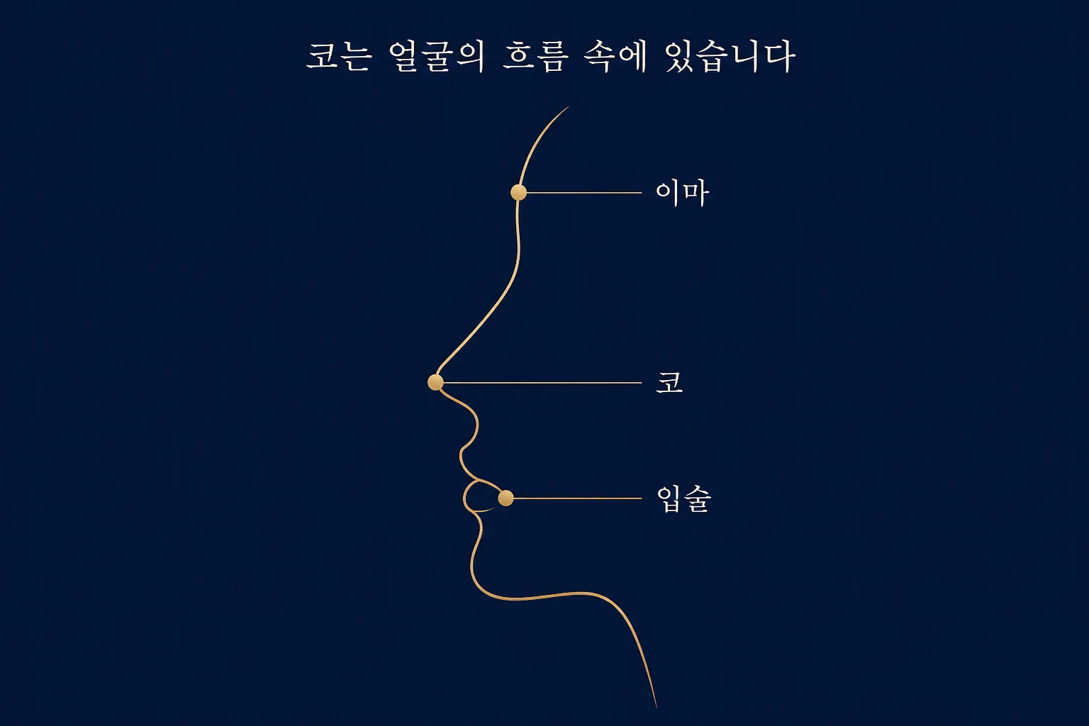 코성형 티를 가르는 얼굴 조화 — 코가 이마·눈·입술과 이어지는 흐름을 그린 도식