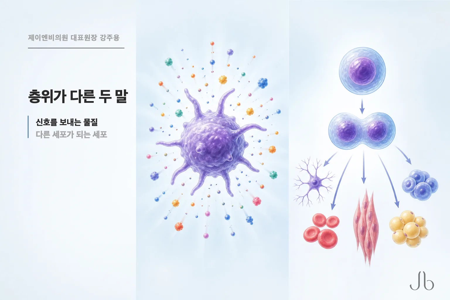 성장인자와 줄기세포를 나눈 구분 도식 — 신호를 보내는 물질과 다른 세포가 되는 세포